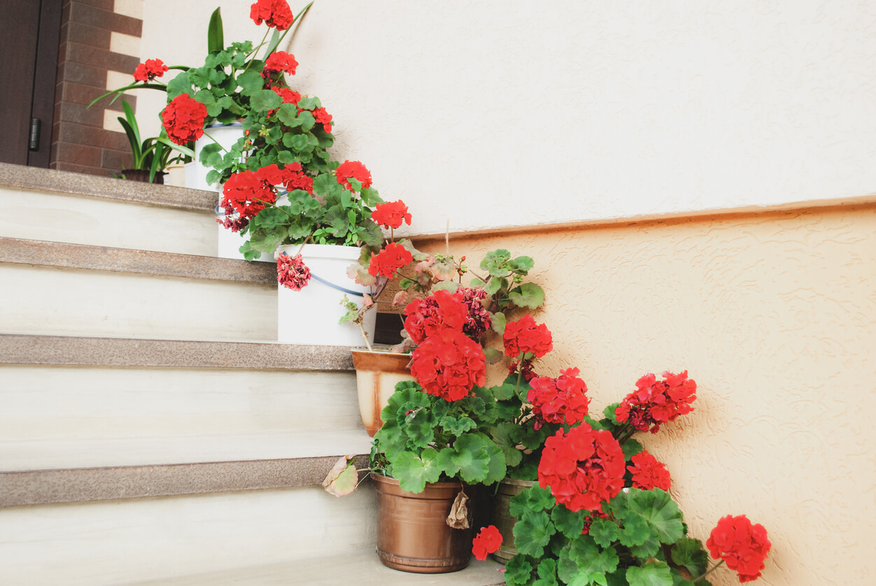 Red carnations in different types of pots lined down a front entrance stairway
