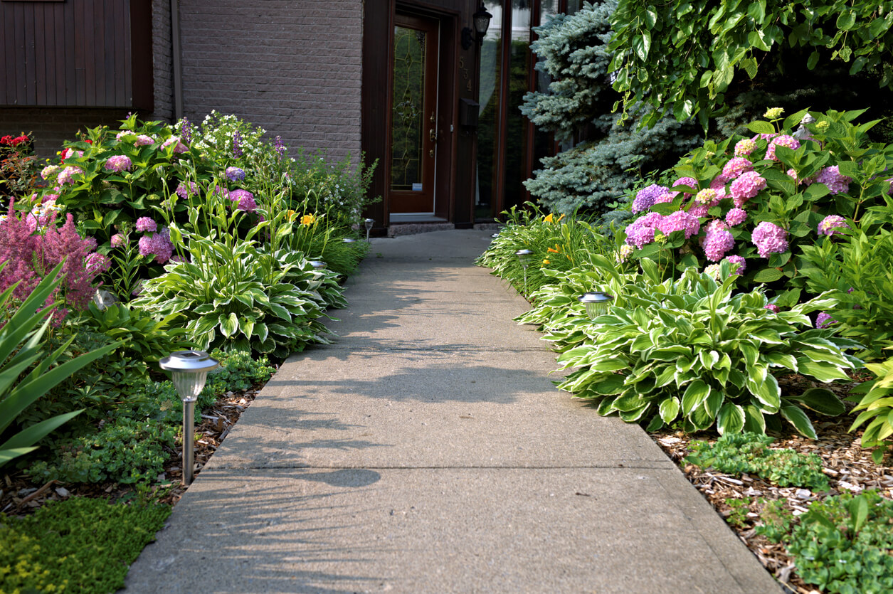 Purple perennial flowers, hostas, and other plants cleanly line the walkway to the front door.