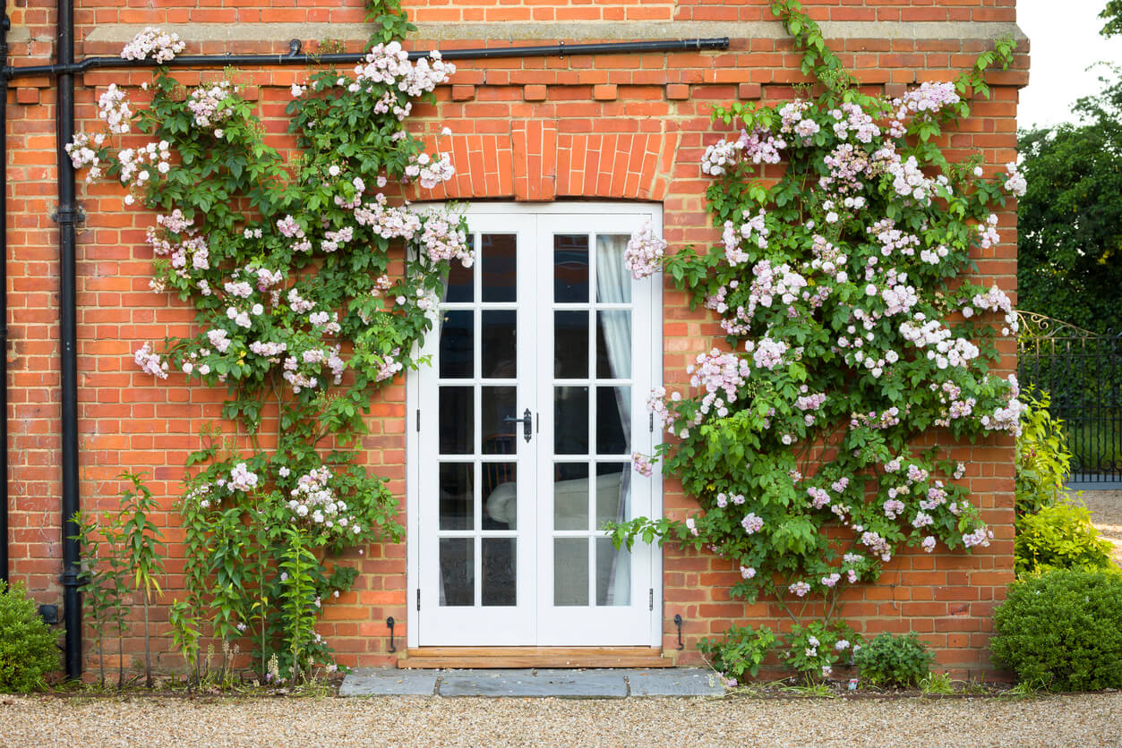 french exterior doors of a brick home with vine climbing up the walls