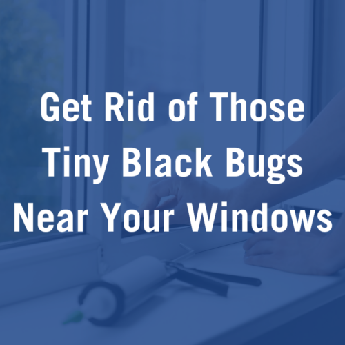 Get Rid of Those Tiny Black Bugs In Your House Near the Windows